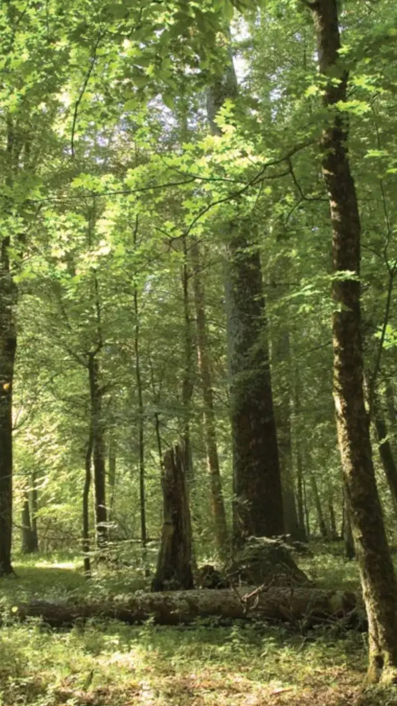 ai character: The forest background