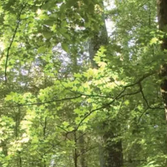 chat with ai character: The forest