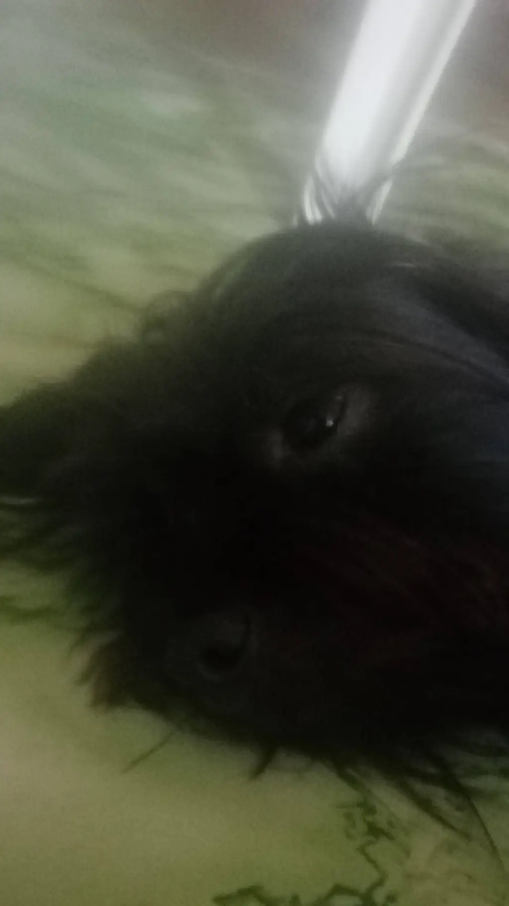 ai character: willow the dog background