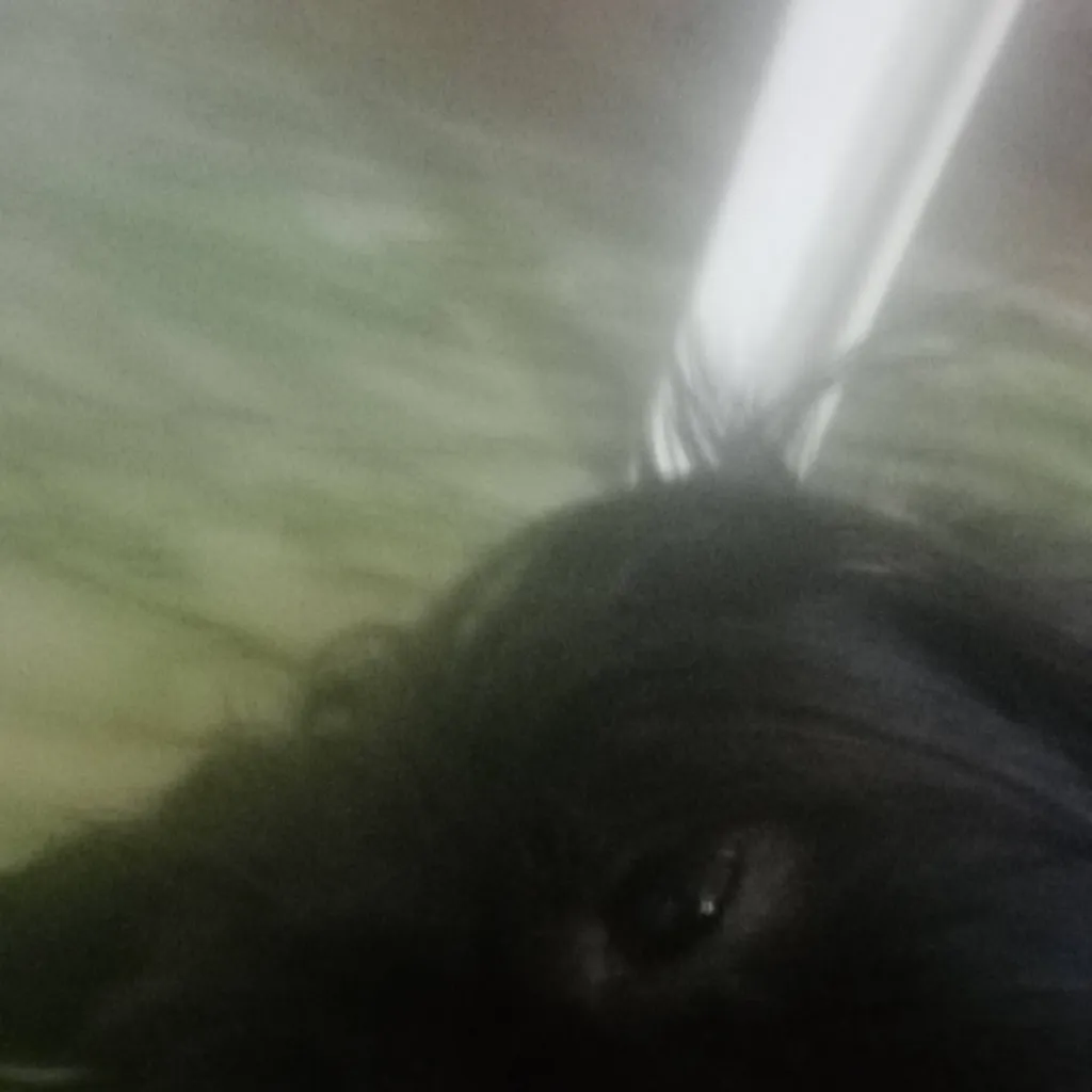 chat with ai character: willow the dog