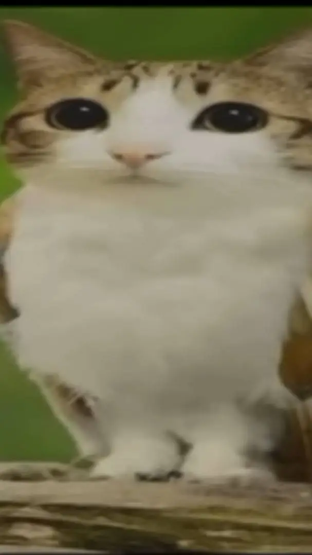 ai character: meowl background