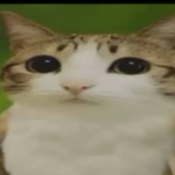 chat with ai character: meowl