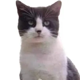chat with ai character: Ur mom