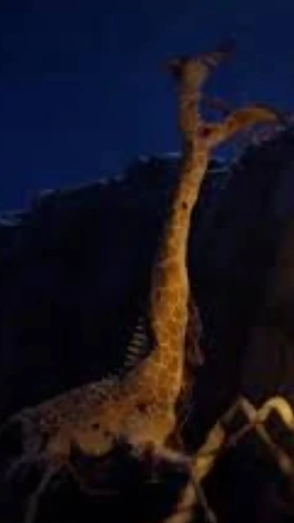 ai character: ZOOCHOSIS GIRAFFE background