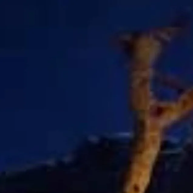 chat with ai character: ZOOCHOSIS GIRAFFE