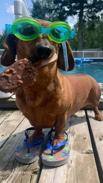 ai character: silly dog background
