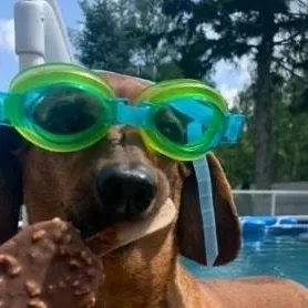 chat with ai character: silly dog