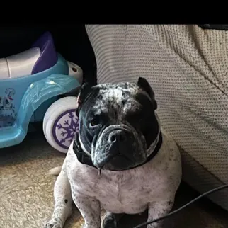 chat with ai character: Hi