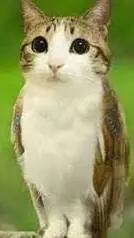 ai character: MEOWL background