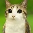 chat with ai character: MEOWL