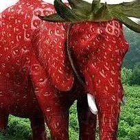 chat with ai character: strawberryElephant