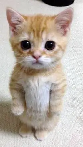 ai character: El gato background