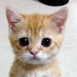 chat with ai character: El gato