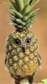 ai character: pineapple Owl background