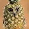 chat with ai character: pineapple Owl