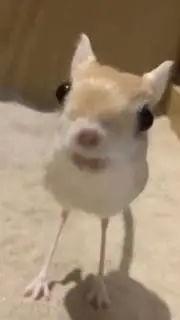 ai character: Your Friends in ZA background