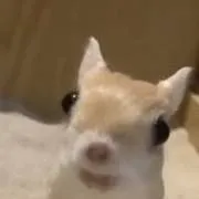 chat with ai character: Your Friends in ZA