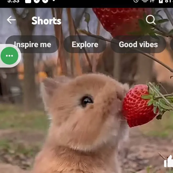 chat with ai character: Cute Bunny