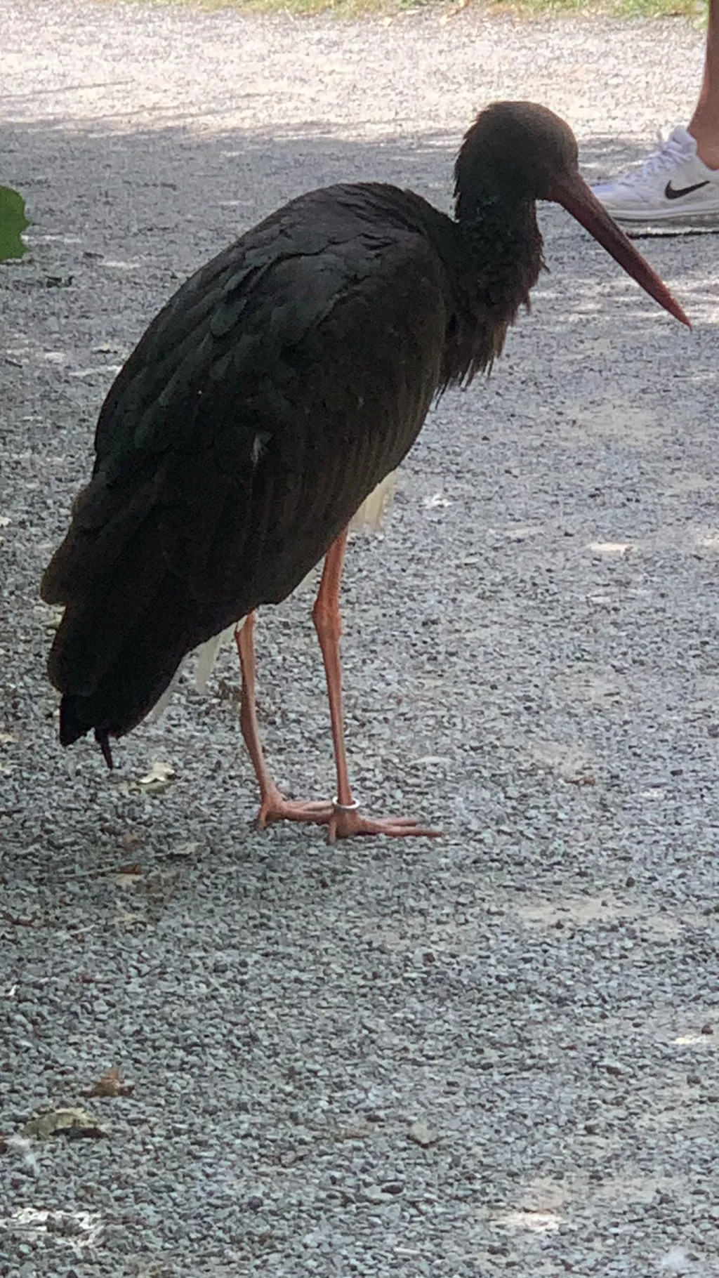 ai character: Schwarz Storch  background