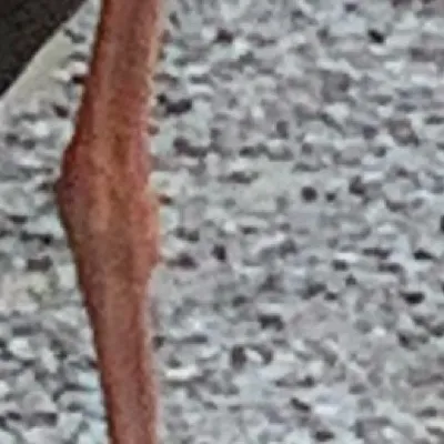 chat with ai character: Schwarz Storch 