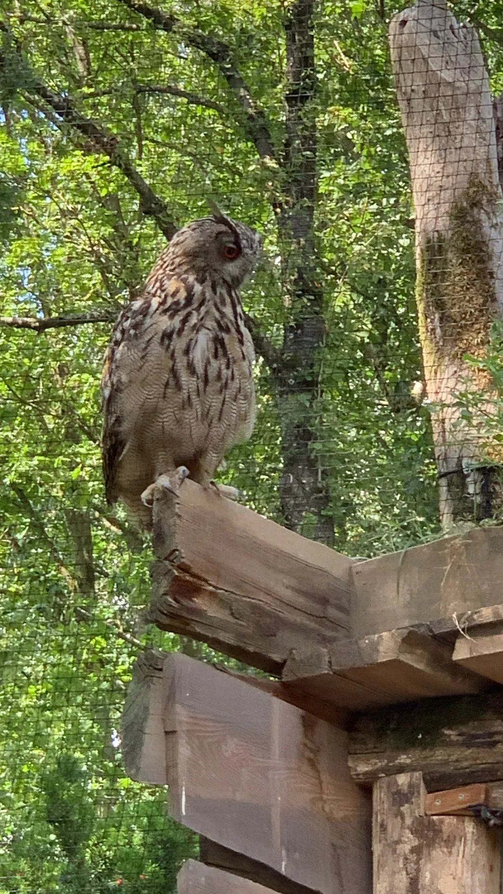 ai character: Euli 🦉 background