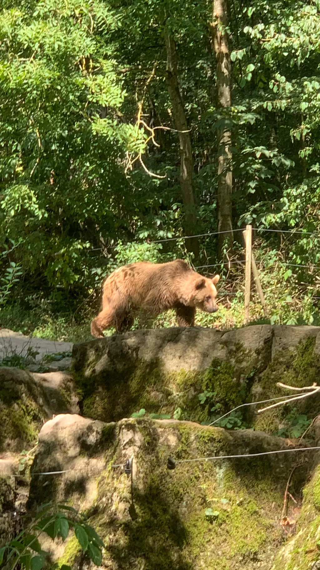 ai character: Der Bär 🐻  background