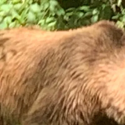 chat with ai character: Der Bär 🐻 