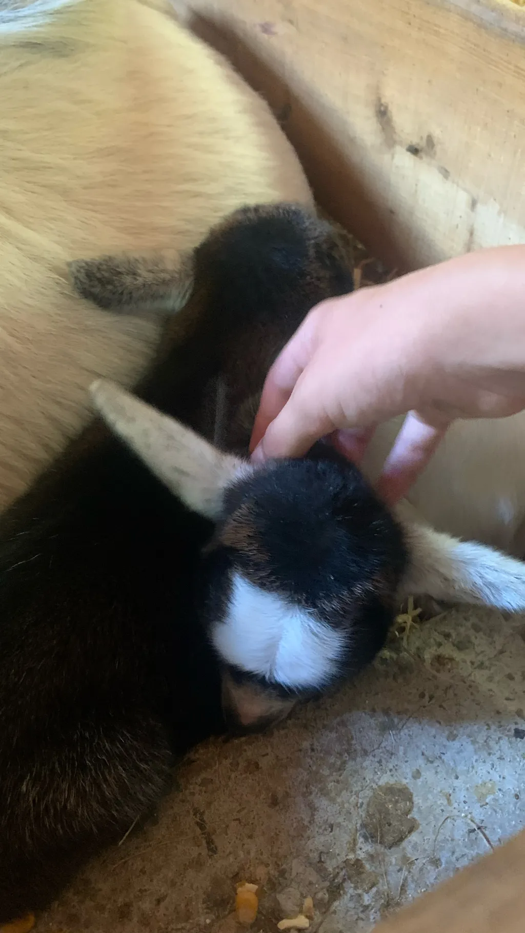 ai character: Mini Ziege 🐐  background