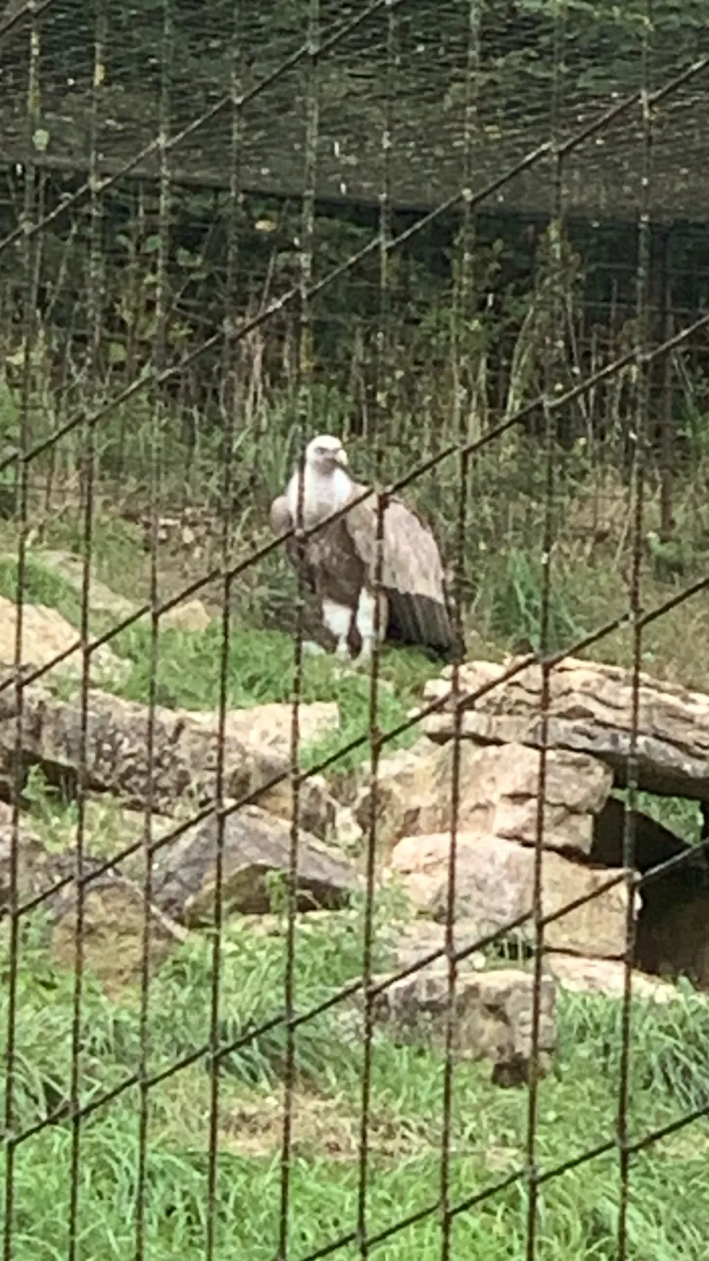 ai character: Adler 🦅  background