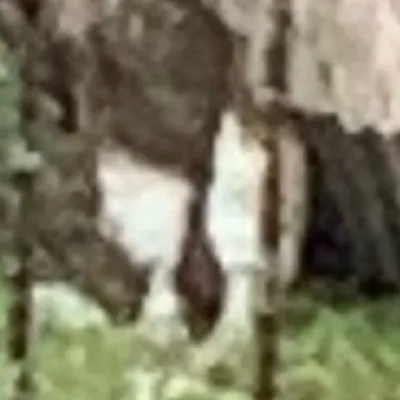 chat with ai character: Adler 🦅 