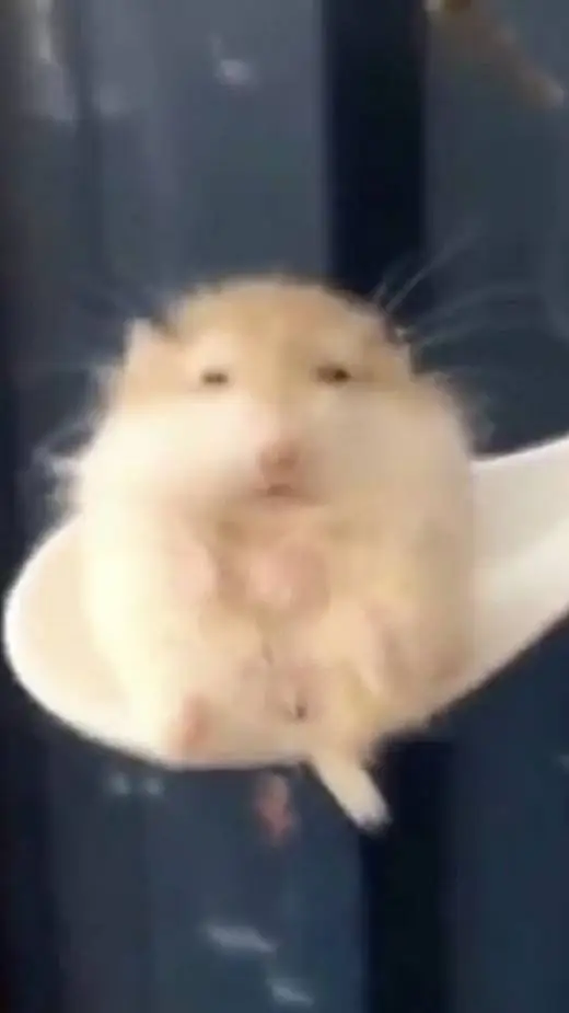 ai character: Colosseum (AU)  background