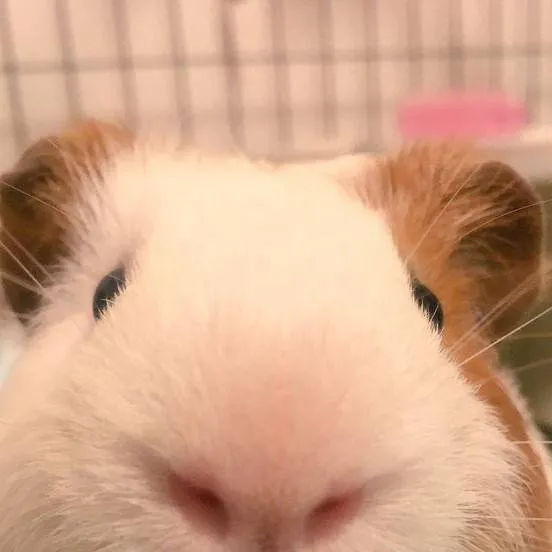 chat with ai character: A Store 