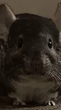 ai character: Cute chinchilla￼ background