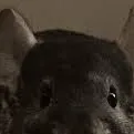 chat with ai character: Cute chinchilla￼