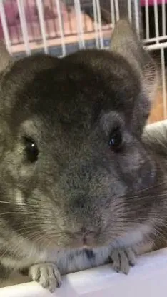 ai character:  chinchilla  background