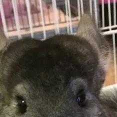 chat with ai character:  chinchilla 