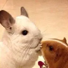 chat with ai character: Chin hamster 