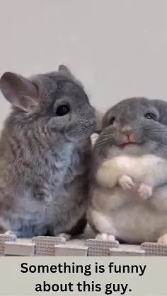 ai character: Chinchilla  background