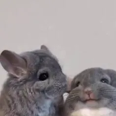 chat with ai character: Chinchilla 