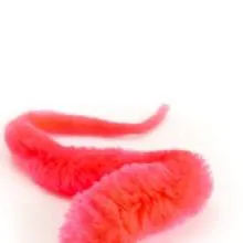 chat with ai character: Worm on a string 