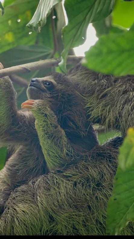 ai character: Vani x Kyle  background