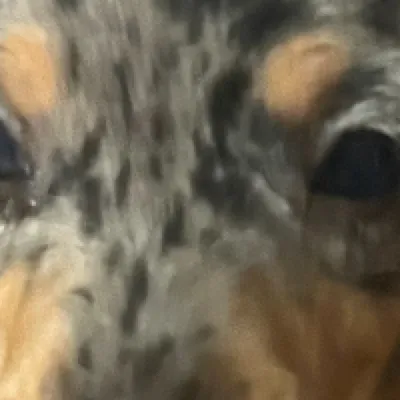 chat with ai character: Baby puppy