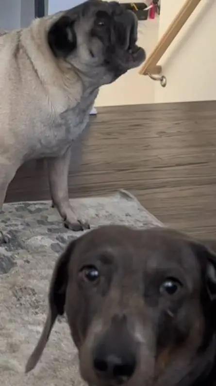 ai character: Dogs background