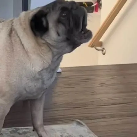 chat with ai character: Dogs