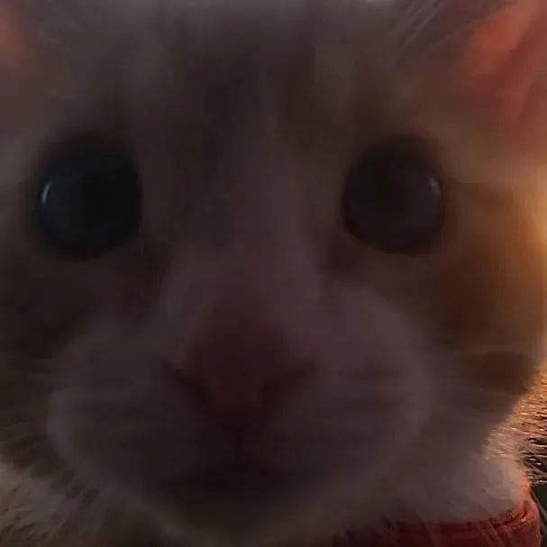 chat with ai character: .