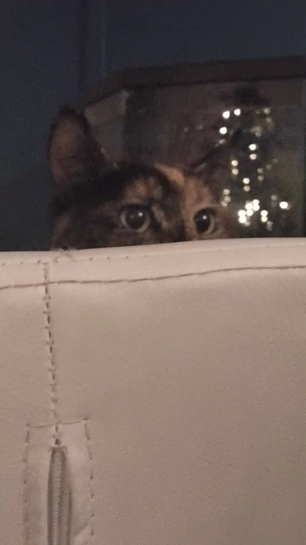 ai character: My Cat background