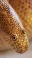 ai character: Arabian sand boa  background