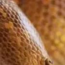 chat with ai character: Arabian sand boa 