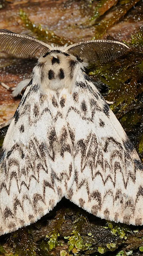 Talkie AI - Chat with Random moth