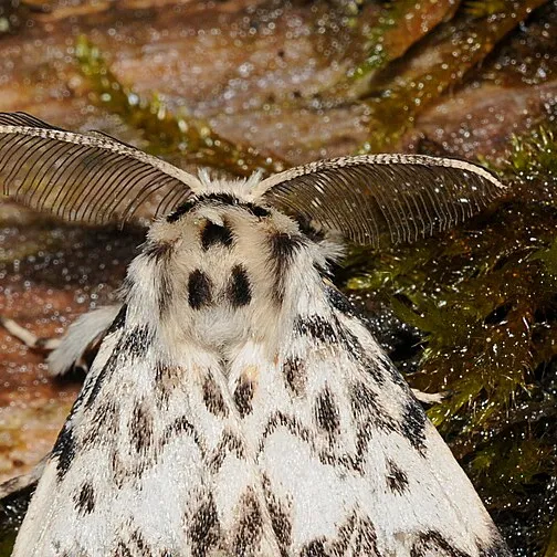 chat with ai character: Random moth